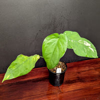 Syngonium chiapense variegated
