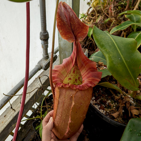 Hand holding a tall pinkish red Nepenthes rajah x veitchii BE-3730 pitcher plant with a broad opening, in a greenhouse.