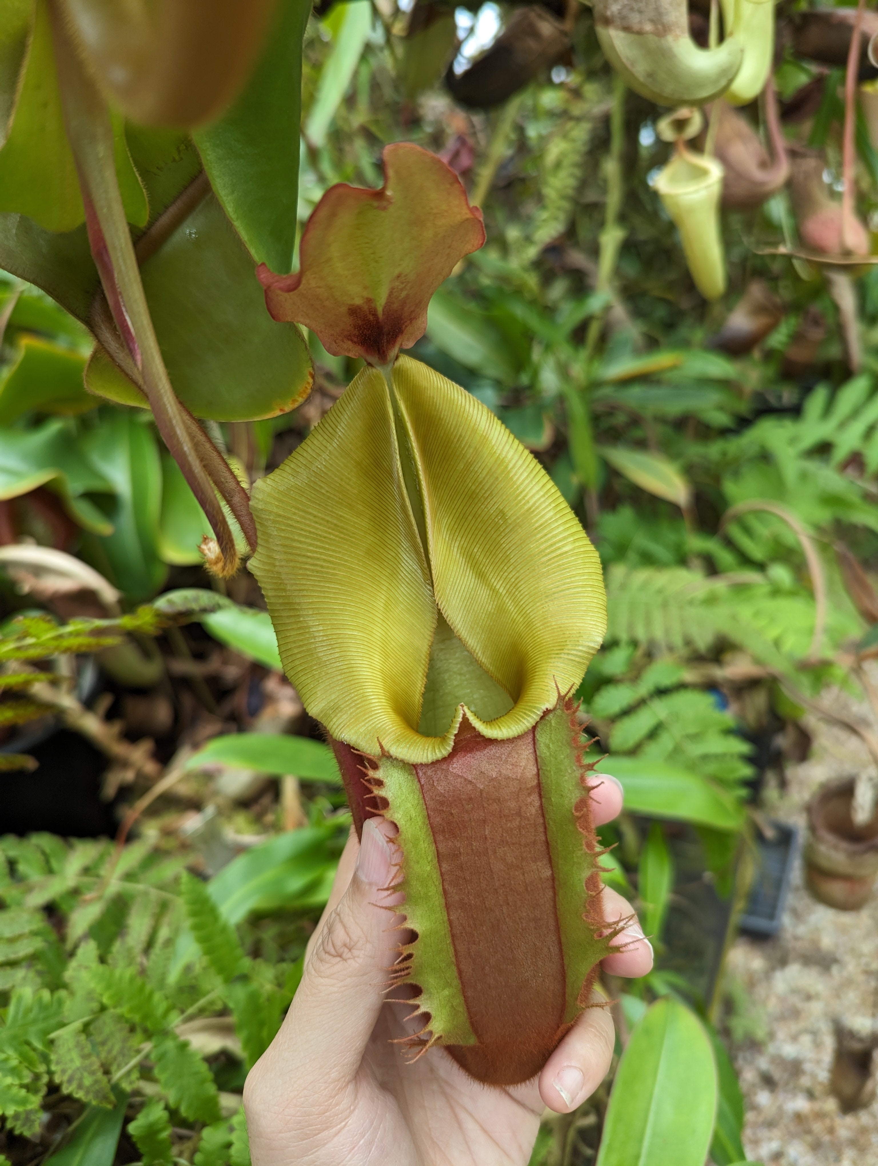 Nepenthes [(Rokko x boschiana) x veitchii] x veitchii (m) - clone