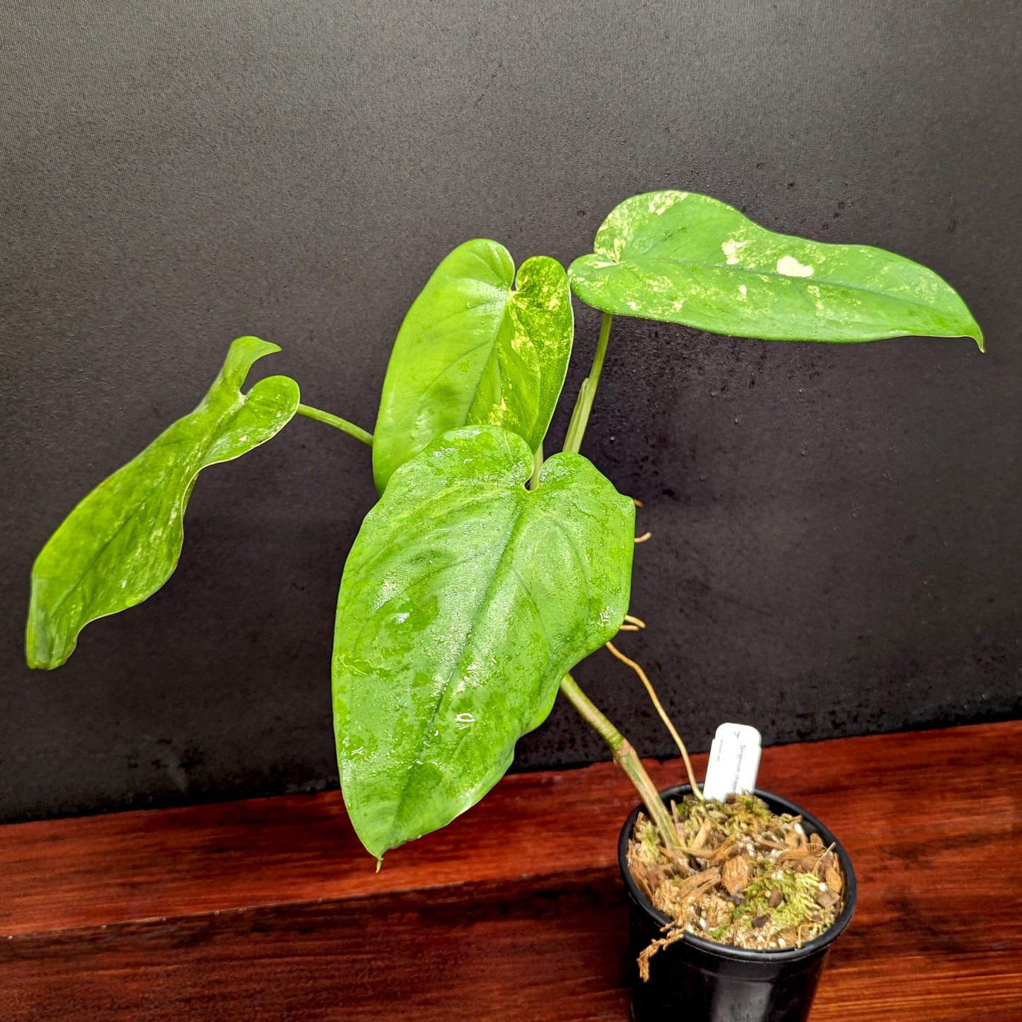 philodendron chiapense Syngonium chiapense variegated