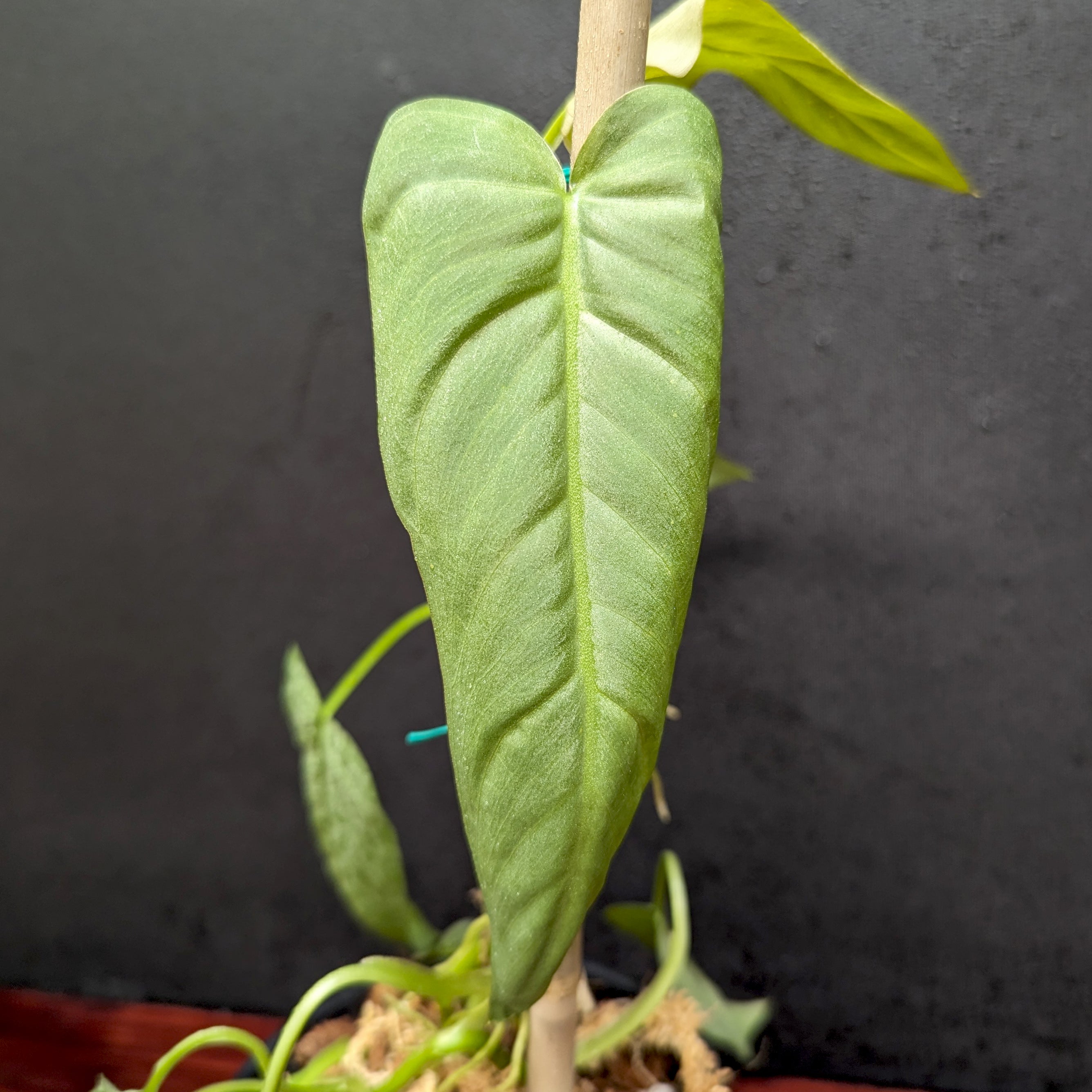 Philodendron maximum – Carnivero