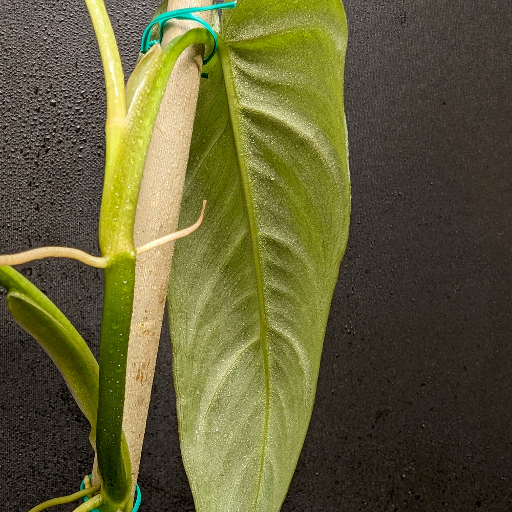 
                      
                        Philodendron maximum
                      
                    