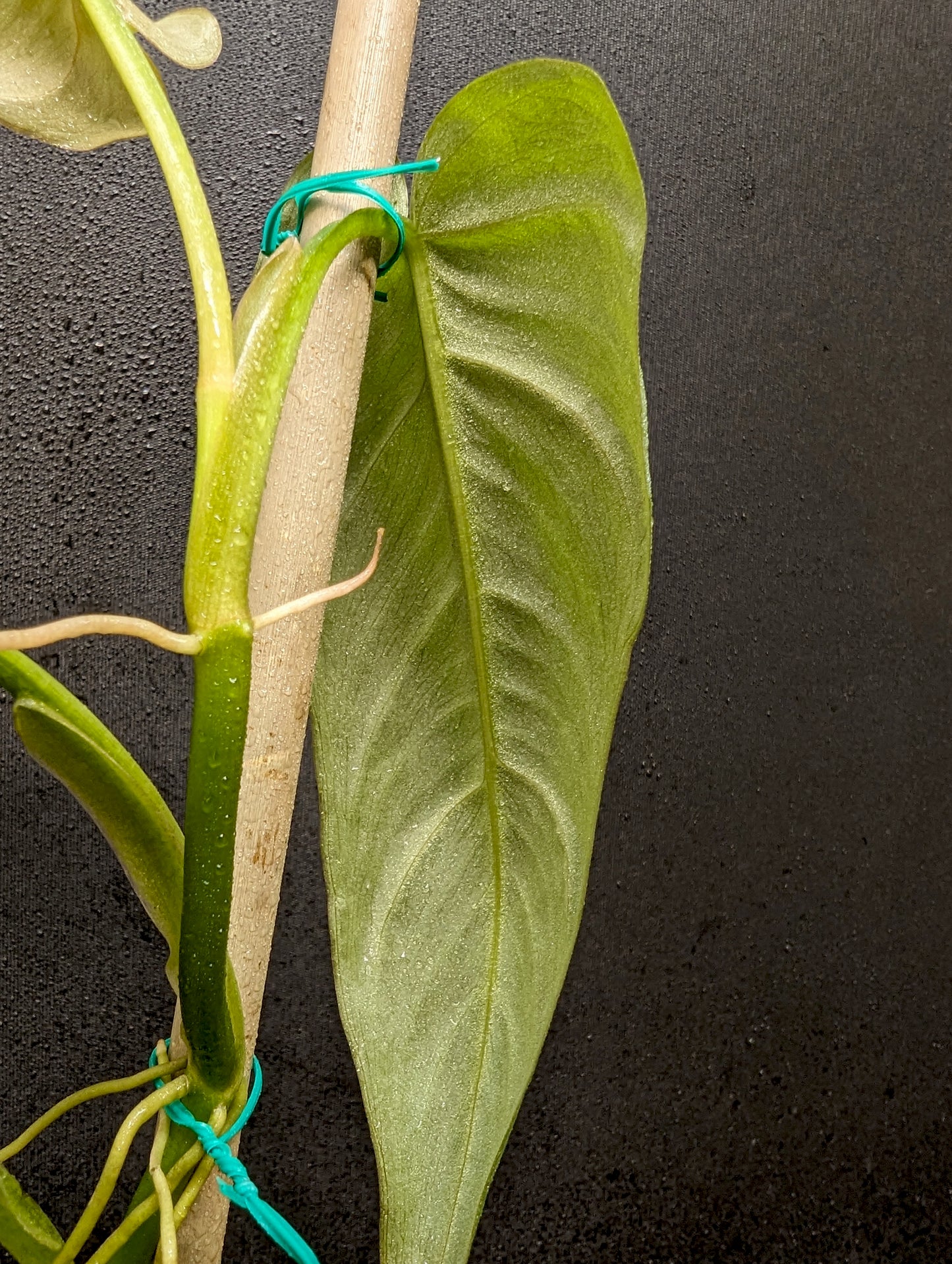 how to stake large philodendron Philodendron maximum – Carnivero