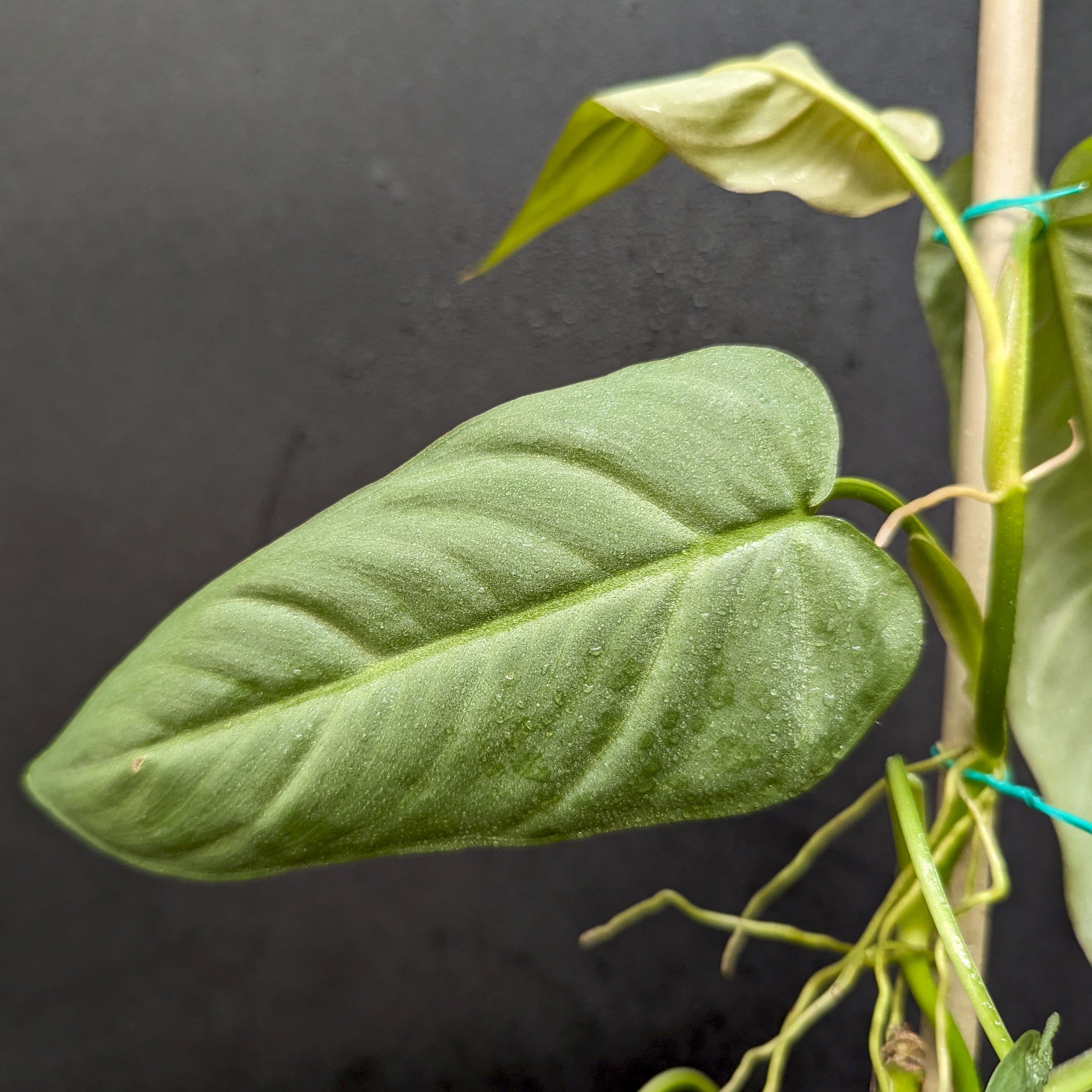 Philodendron maximum – Carnivero