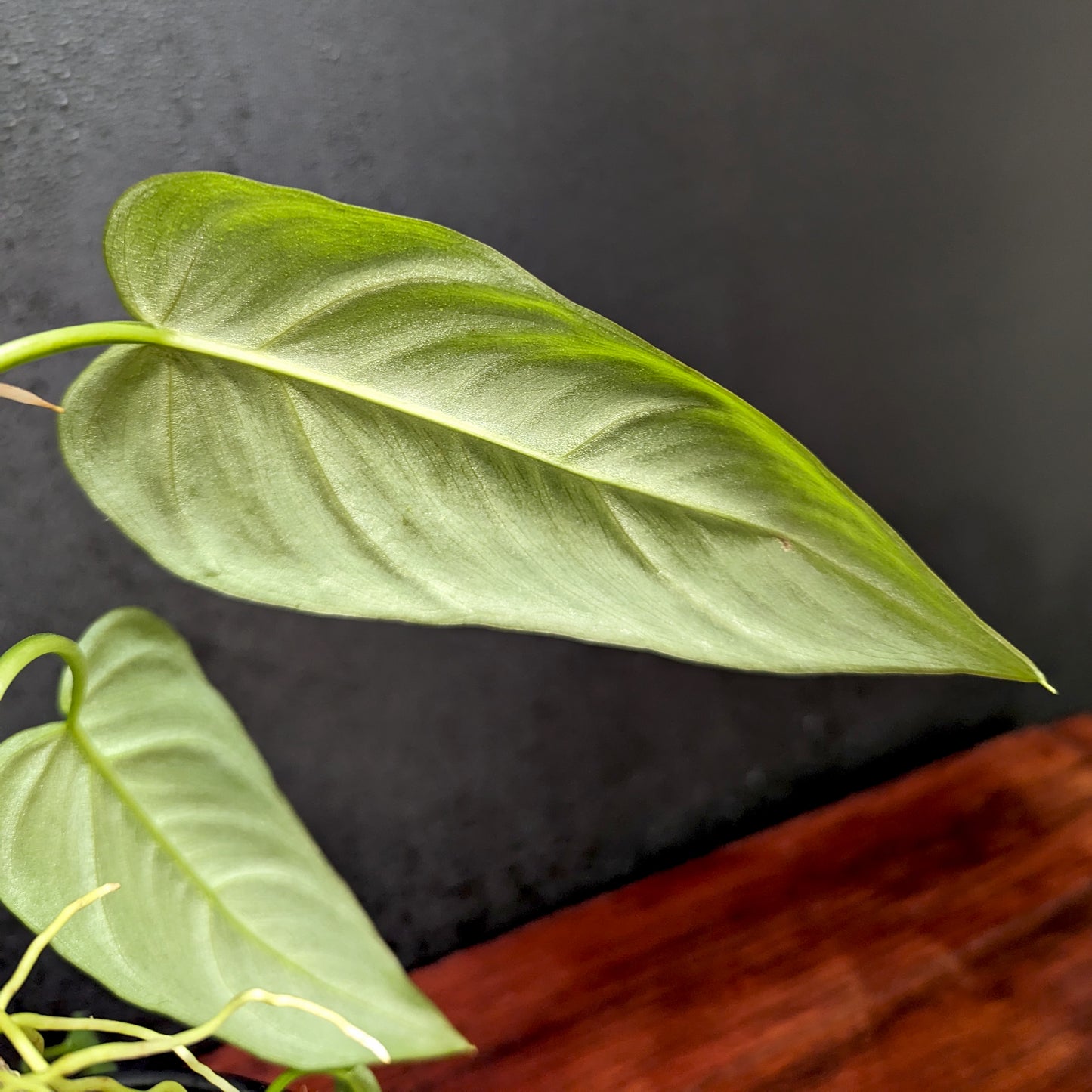 philodendron maxima Philodendron maximum – Carnivero