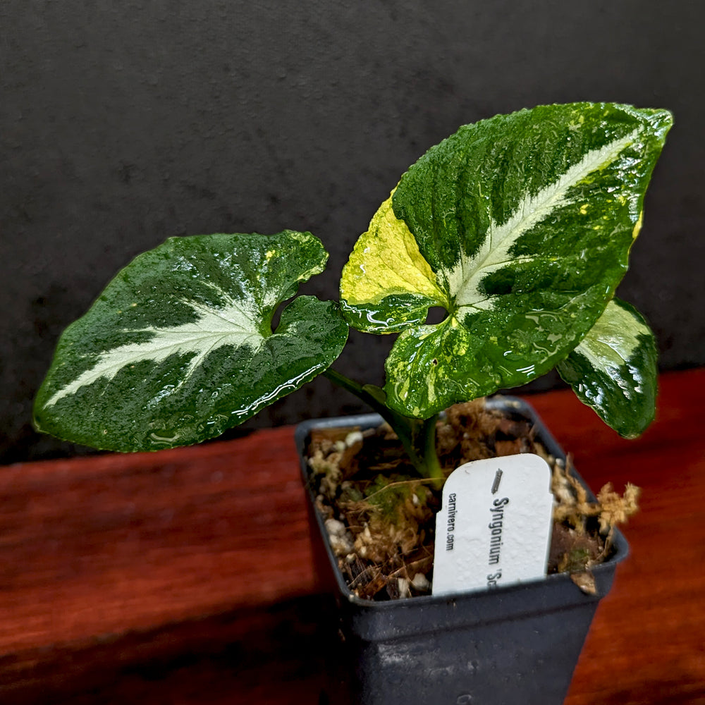 
                      
                        Syngonium 'Scrambled Eggs'
                      
                    