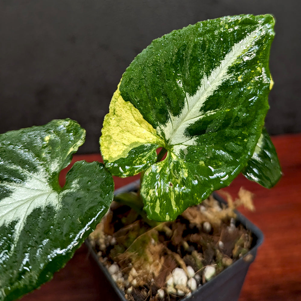 
                      
                        Syngonium 'Scrambled Eggs'
                      
                    