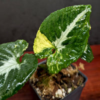 Syngonium 'Scrambled Eggs'