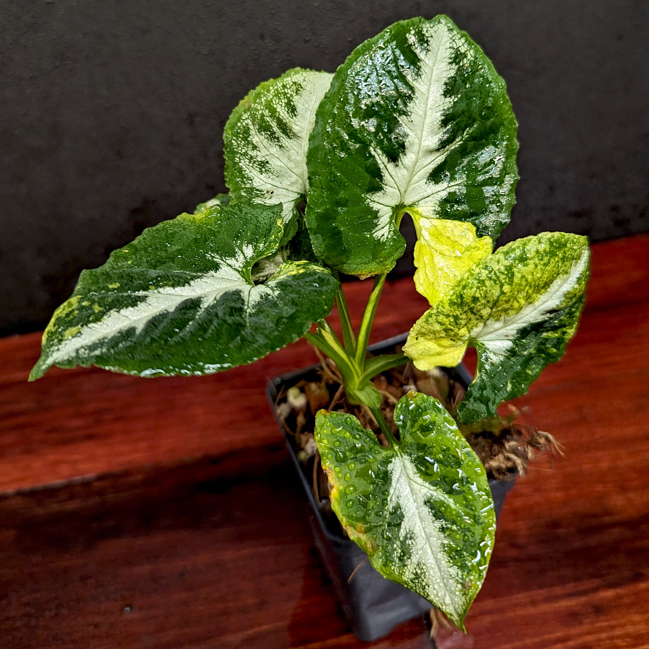 シンゴニウム、スクランブルエッグ