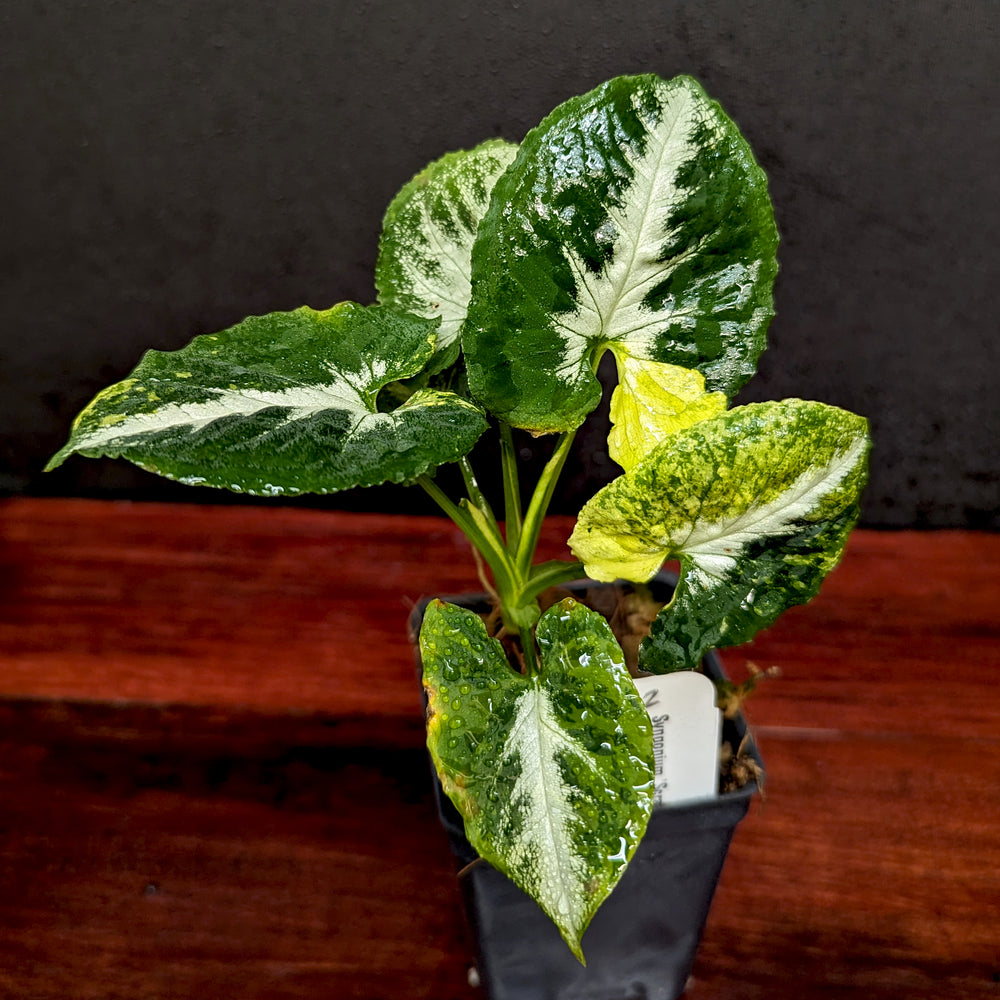 
                      
                        Syngonium 'Scrambled Eggs'
                      
                    