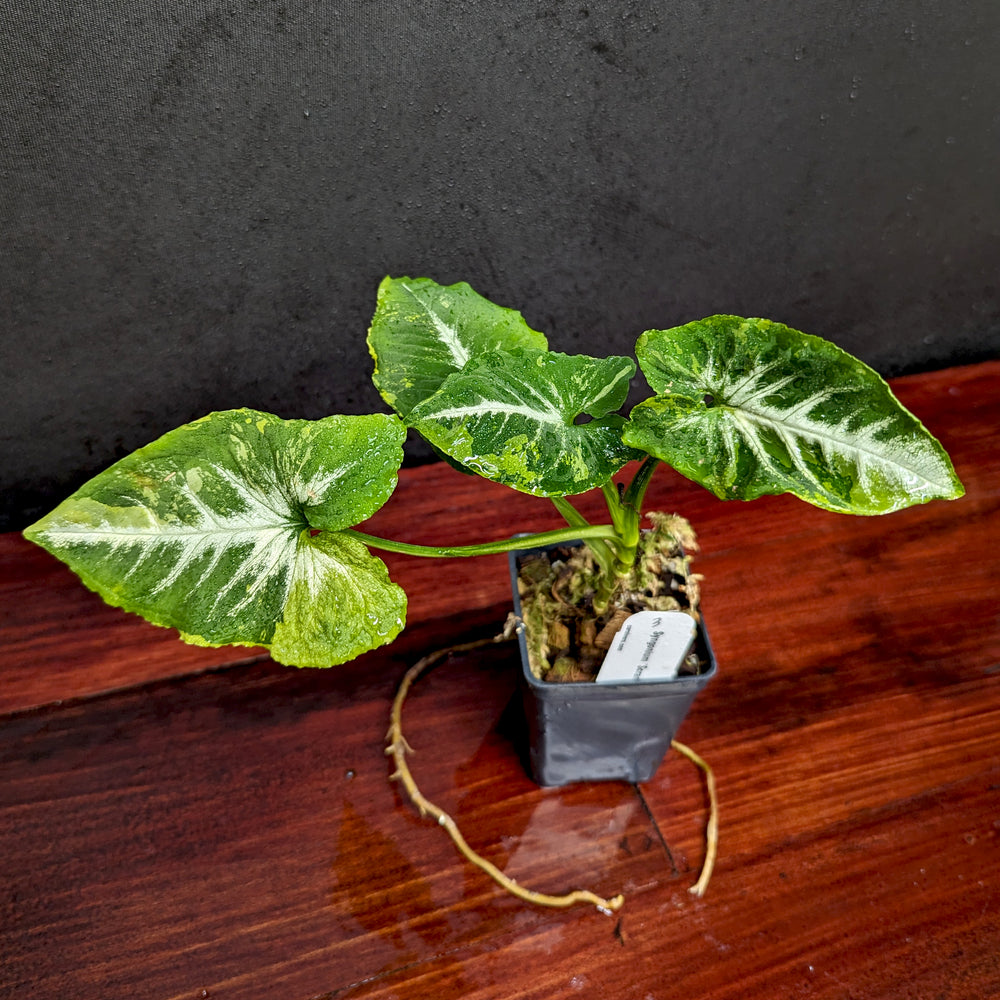 
                      
                        Syngonium 'Scrambled Eggs'
                      
                    
