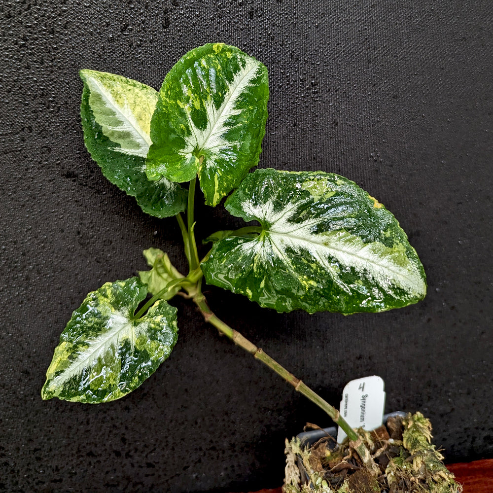 
                      
                        Syngonium 'Scrambled Eggs'
                      
                    