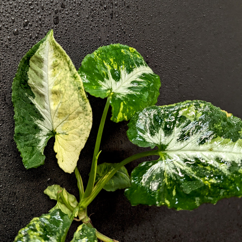 
                      
                        Syngonium 'Scrambled Eggs'
                      
                    