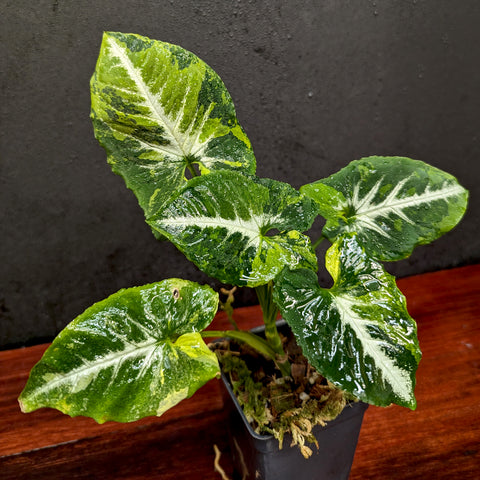 Syngonium Scrambled Eggs plant with glossy green leaves variegated in white cream and yellow in a pot