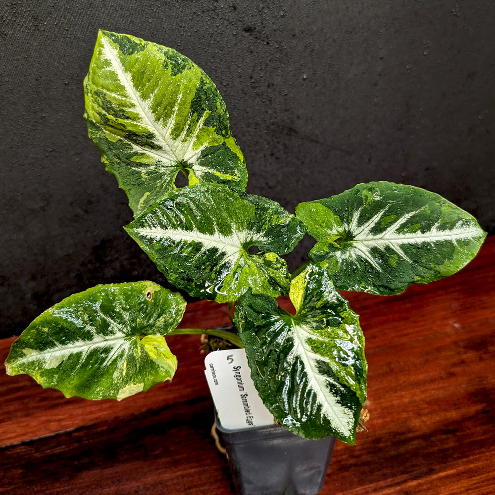 
                      
                        Syngonium 'Scrambled Eggs'
                      
                    