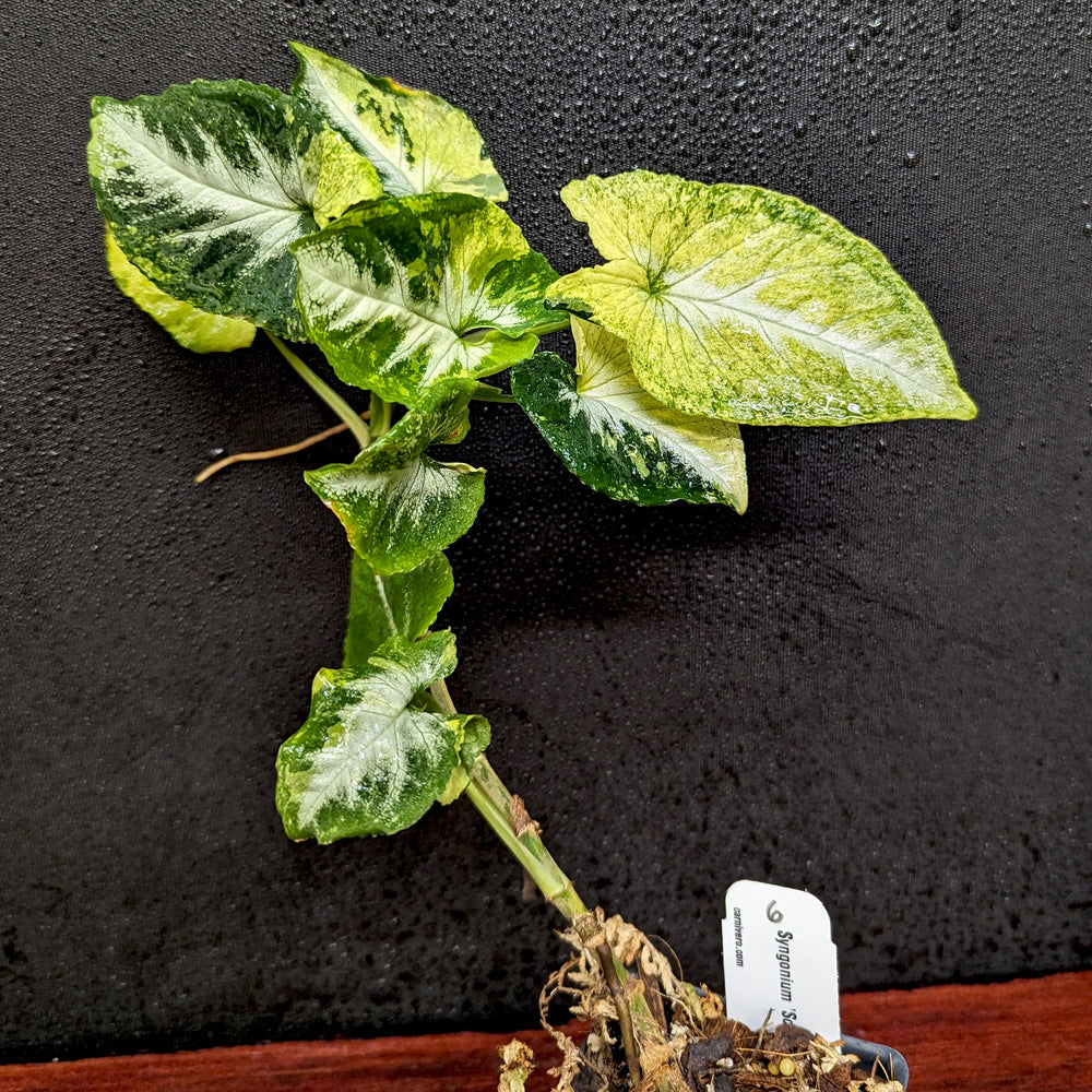 
                      
                        Syngonium 'Scrambled Eggs'
                      
                    