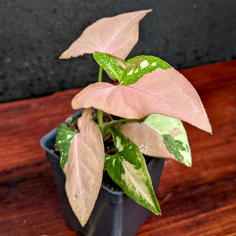 Syngonium red spot tricolor with pinkish leaves and green variegation in a small pot.