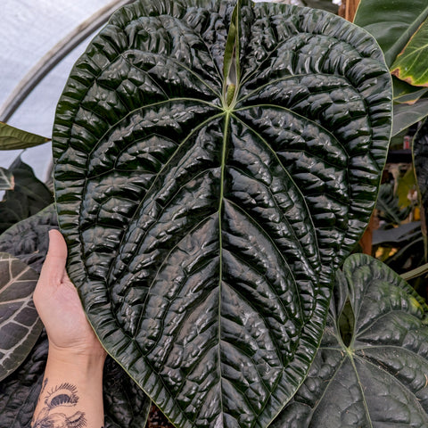 Large glossy dark green leaf with pronounced veins from an Anthurium luxurians plant.