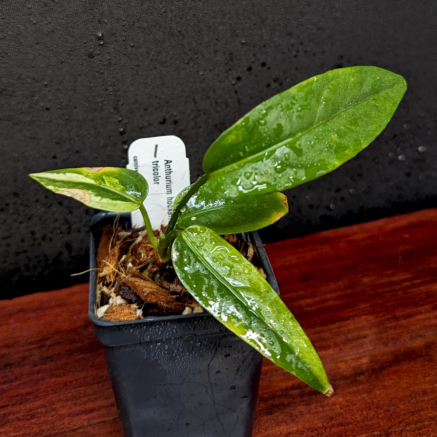 anthurium tricolor Anthurium Renaissance variegated