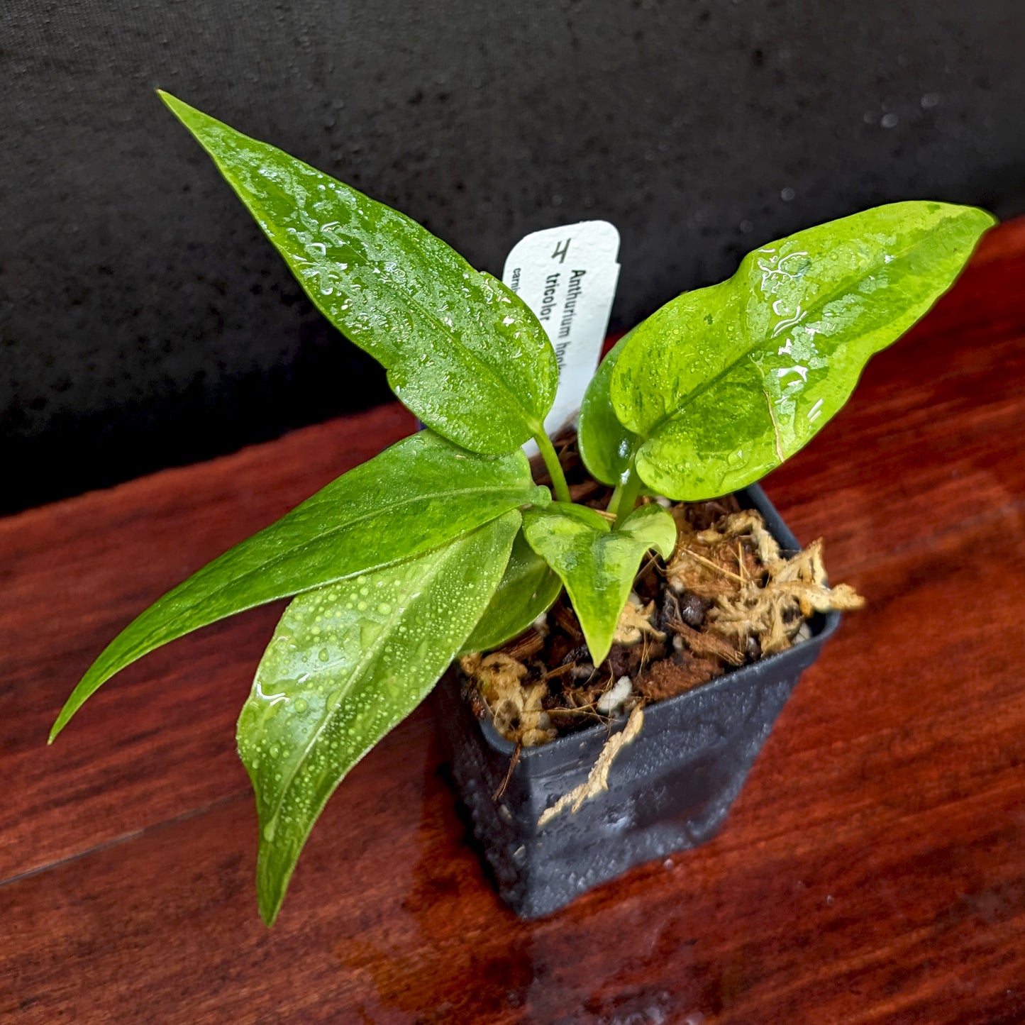 anthurium foliage tricolor Anthurium Renaissance variegated