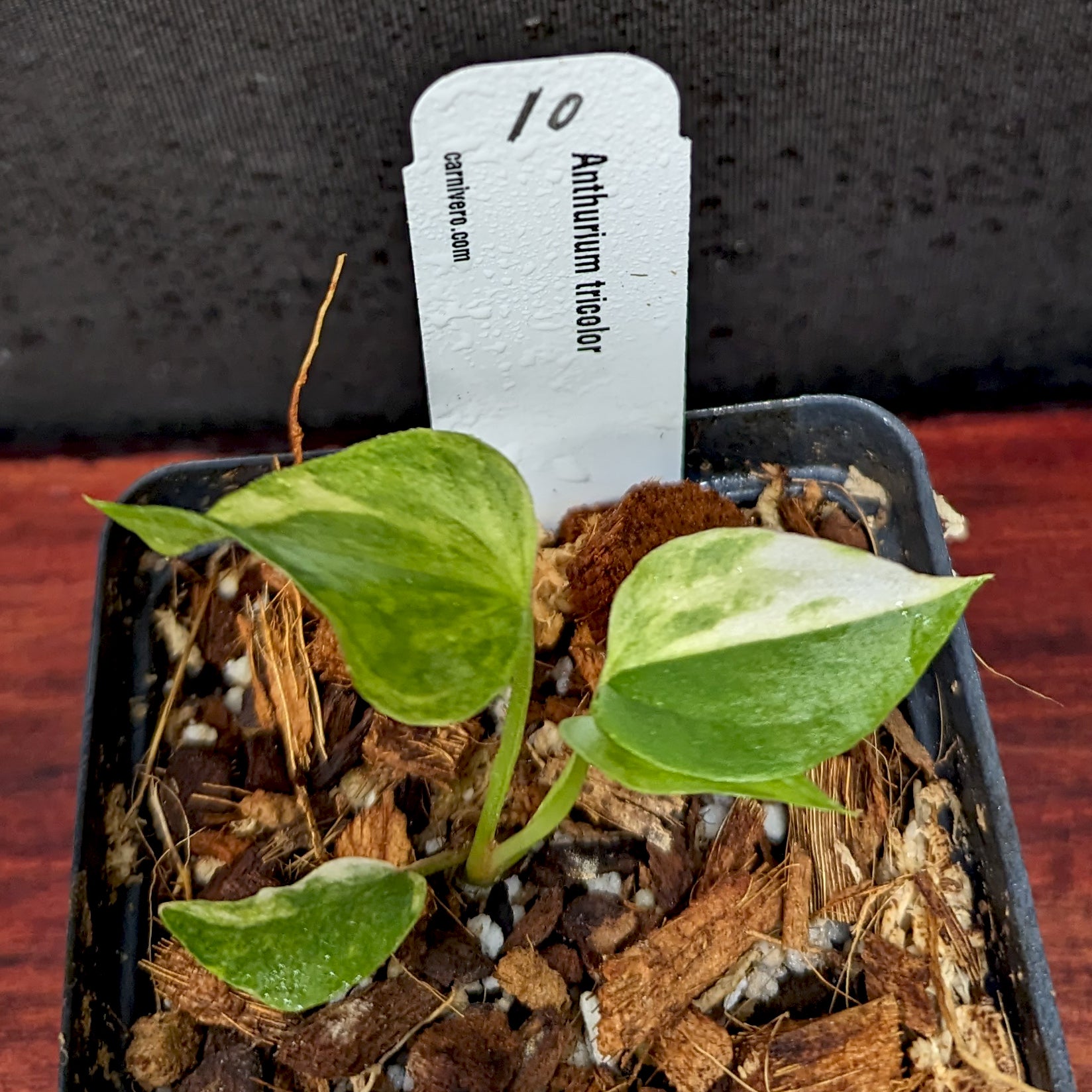 Anthurium Renaissance variegated - Exact Plant 10/06/23 – Carnivero
