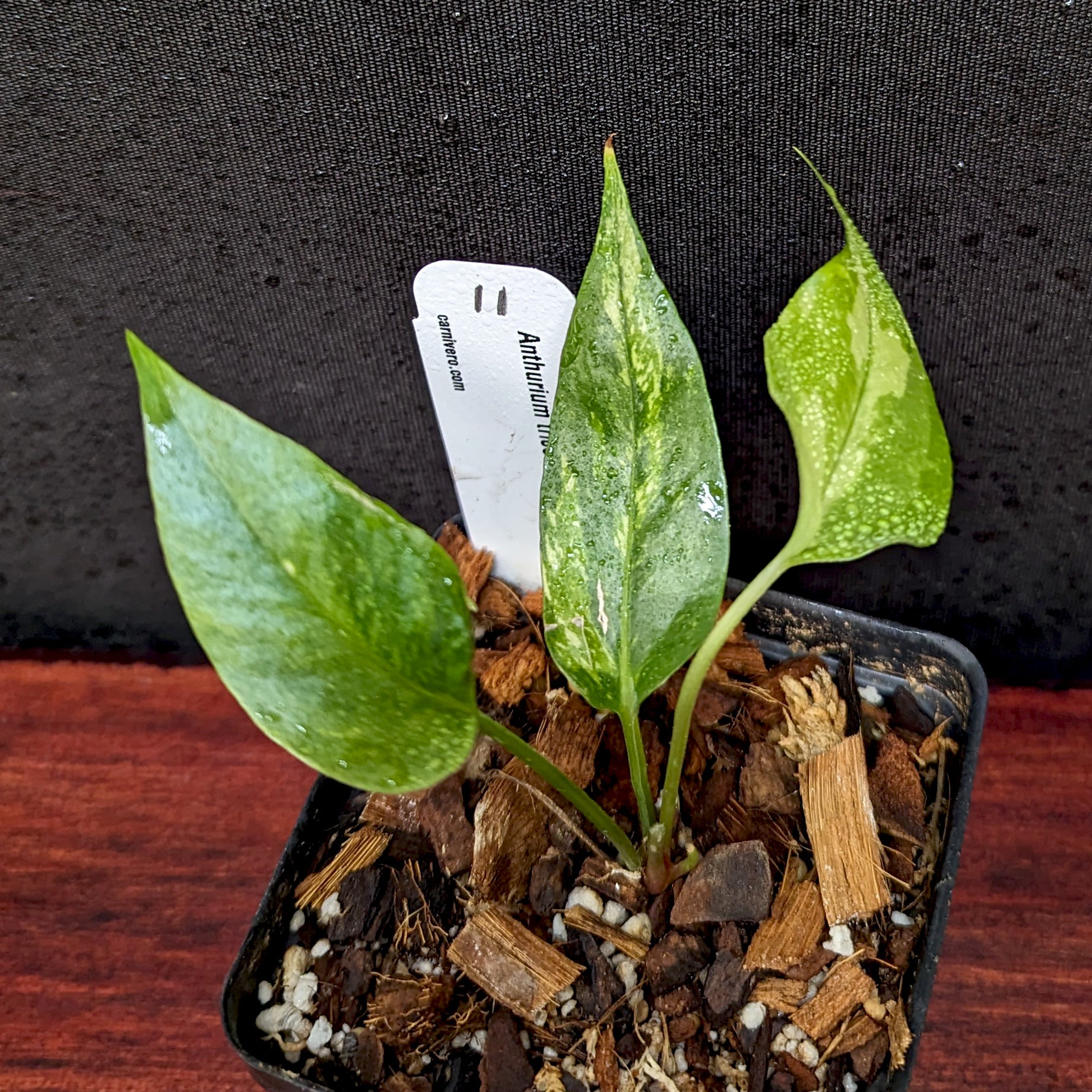 Anthurium Renaissance variegated - Exact Plant 10/06/23 – Carnivero