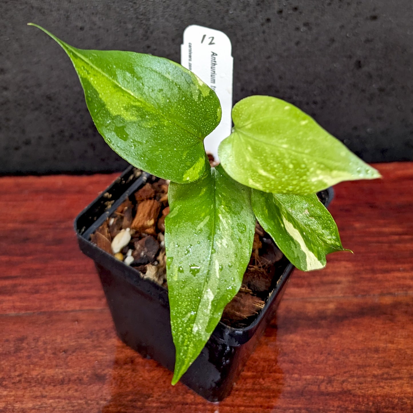 variegated anthurium foliage Anthurium Renaissance variegated