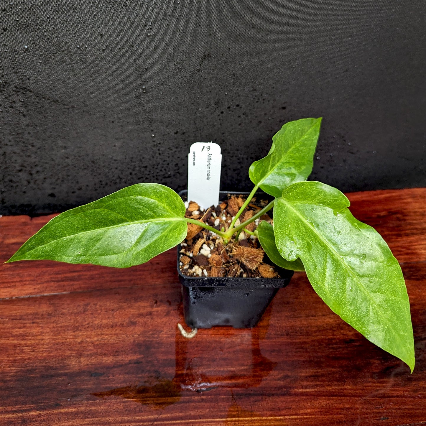 anthurium renaissance care Anthurium Renaissance variegated