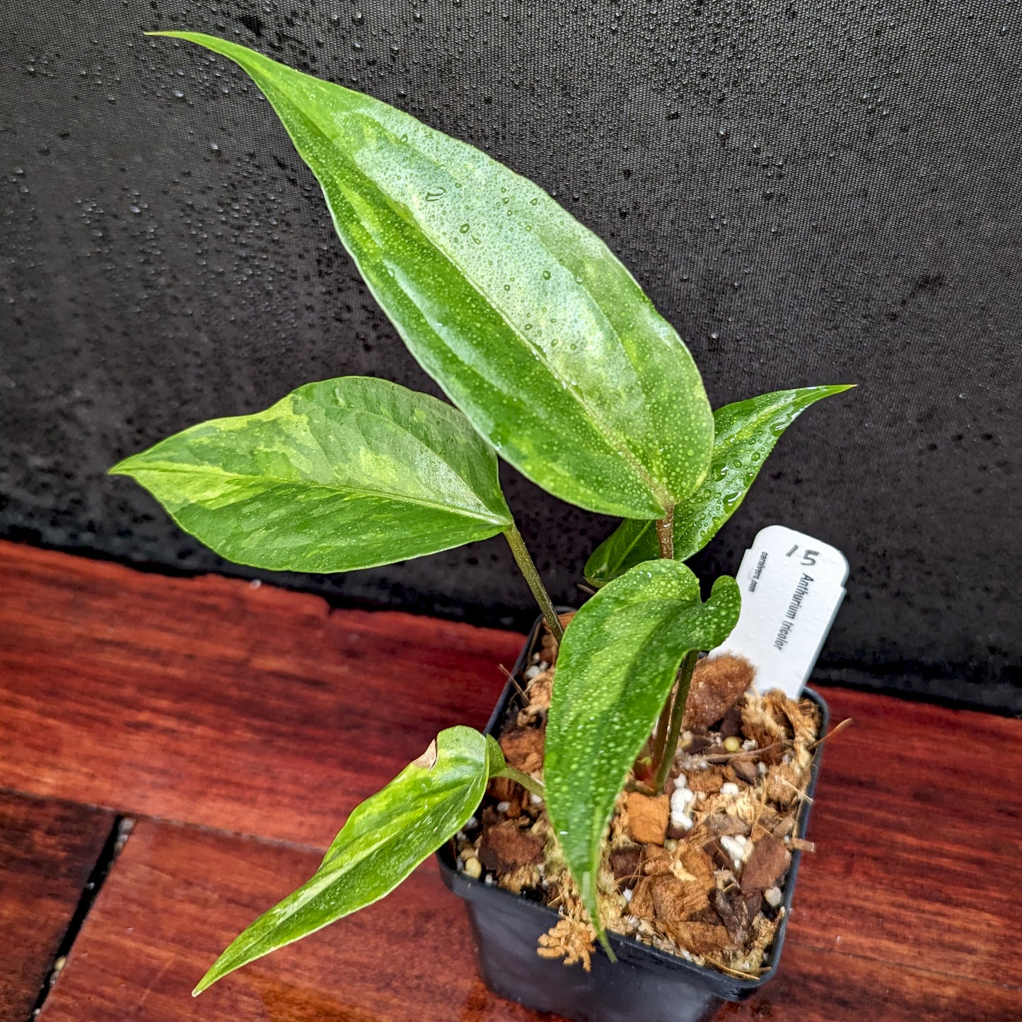 anthurium renaissance variegated pink Anthurium Renaissance variegated