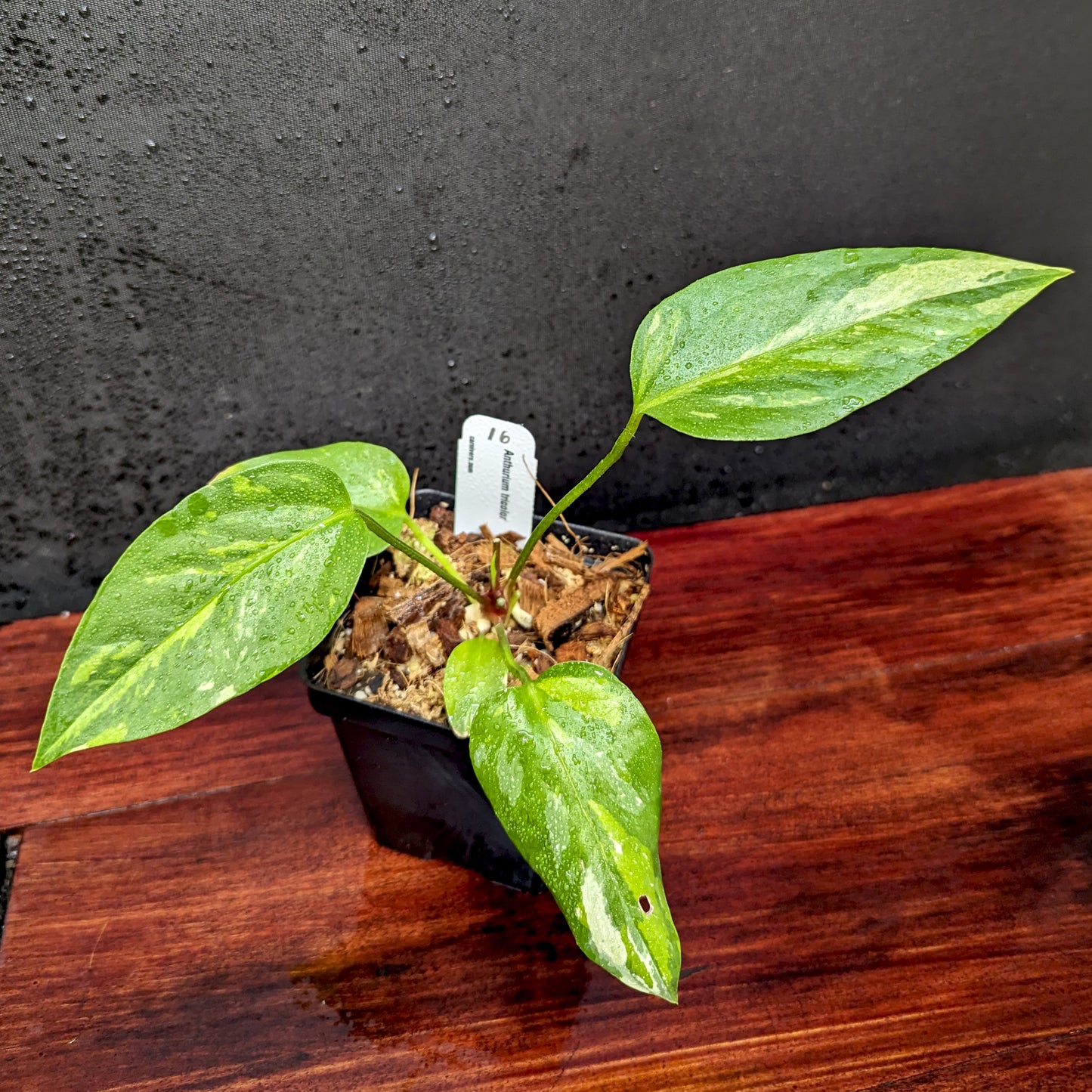 anthurium foliage tricolor Anthurium Renaissance variegated