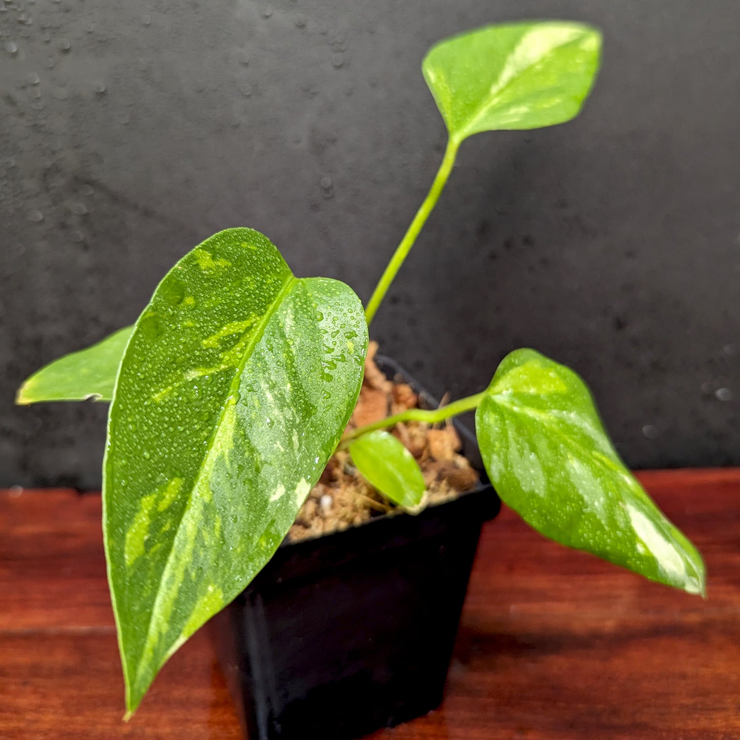 anthurium renaissance Anthurium Renaissance variegated