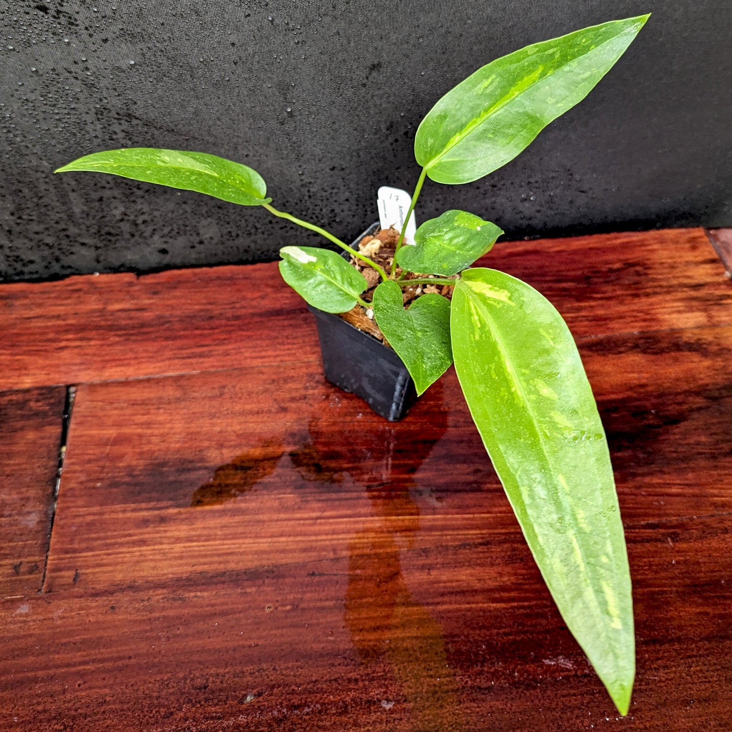 anthurium plant price philippines Anthurium Renaissance variegated
