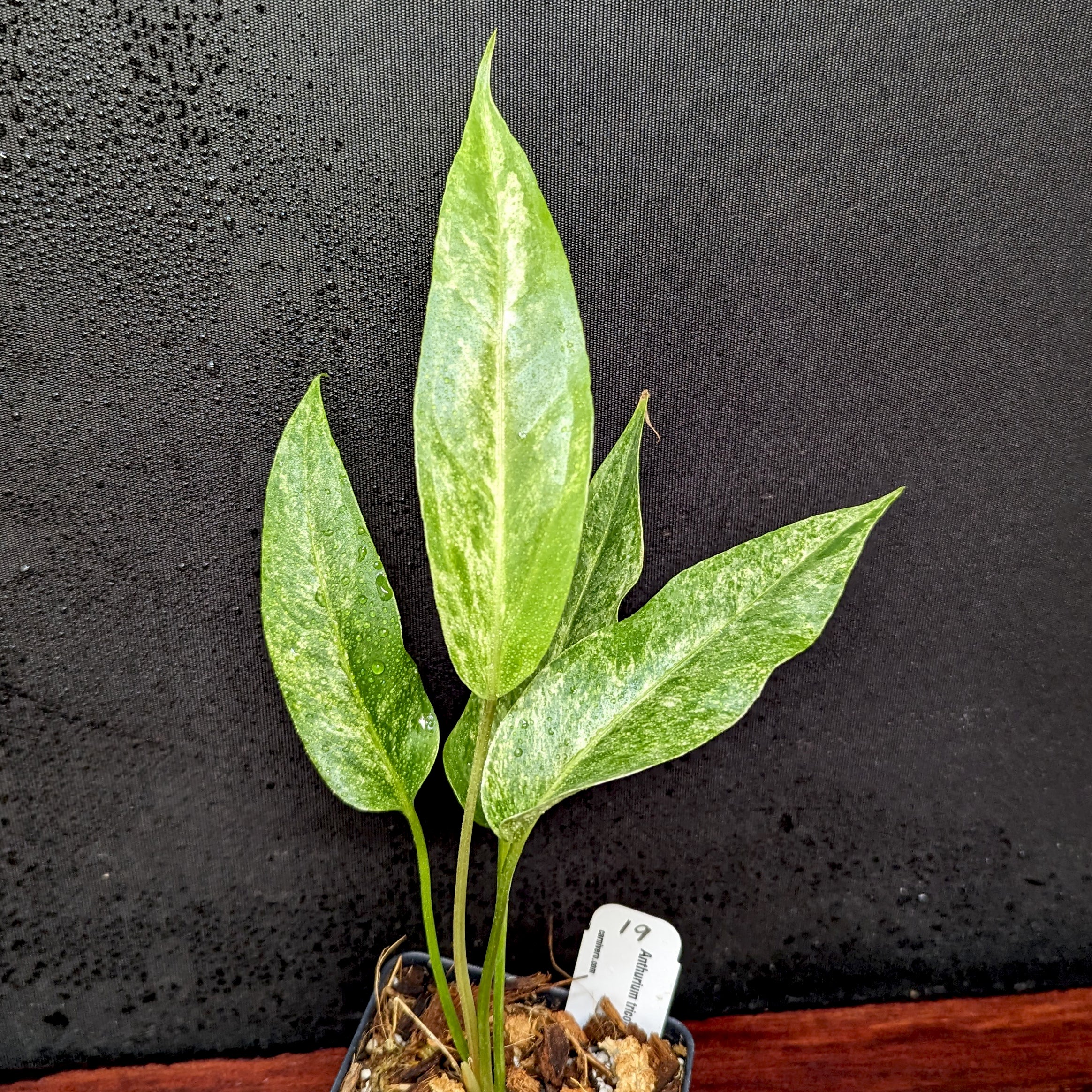 Anthurium Renaissance variegated - Exact Plant 10/06/23 – Carnivero