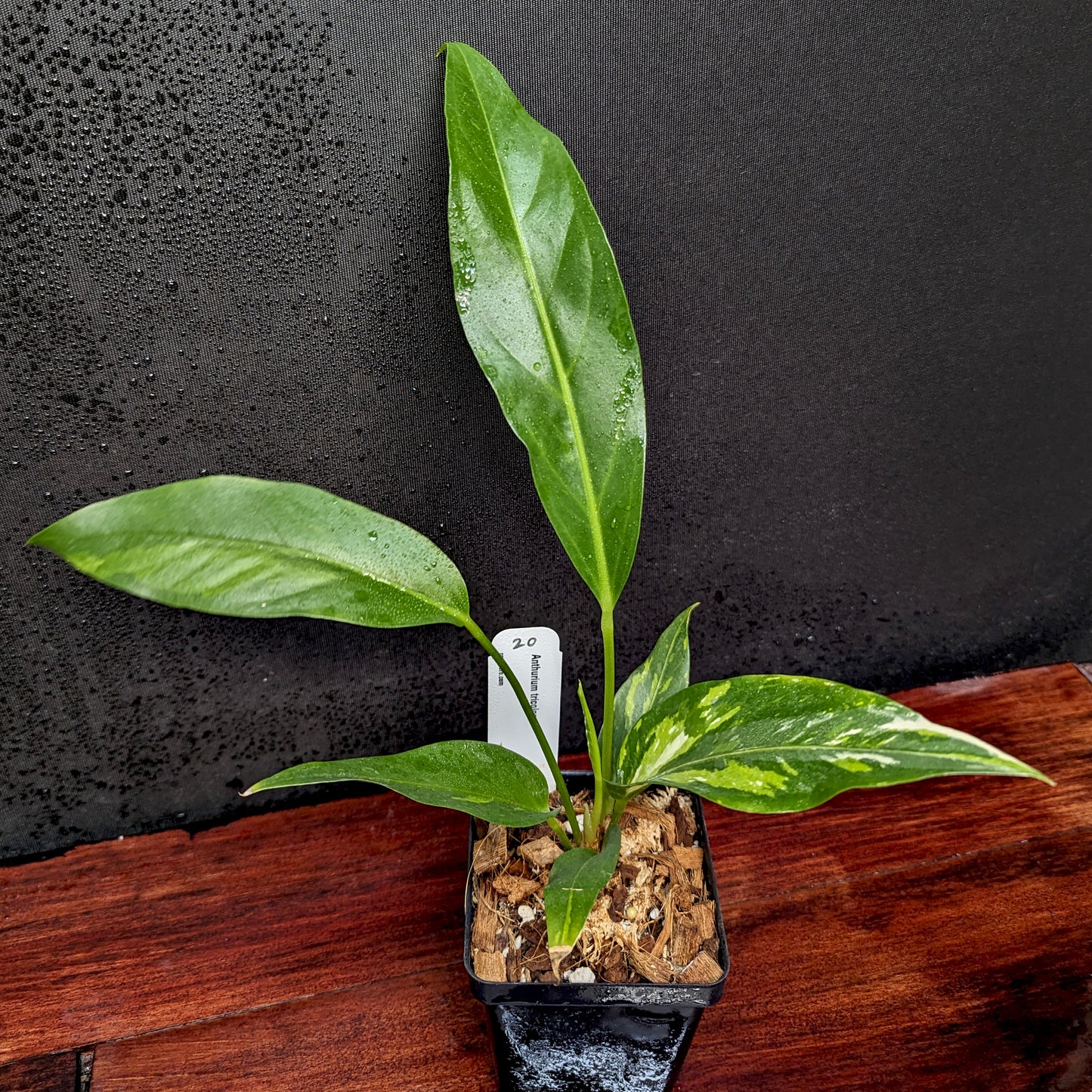 anthurium renaissance care Anthurium Renaissance variegated