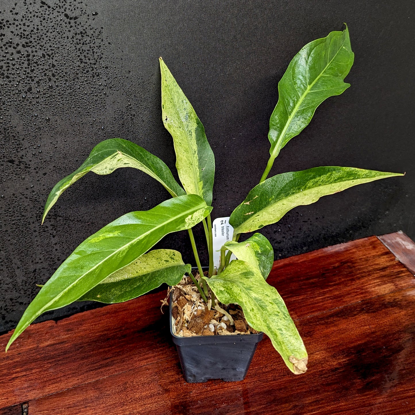 anthurium renaissance variegated pink Anthurium Renaissance variegated