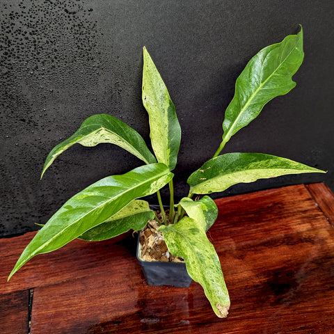 Anthurium Renaissance variegated plant with green leaves and pale cream patches in a small pot