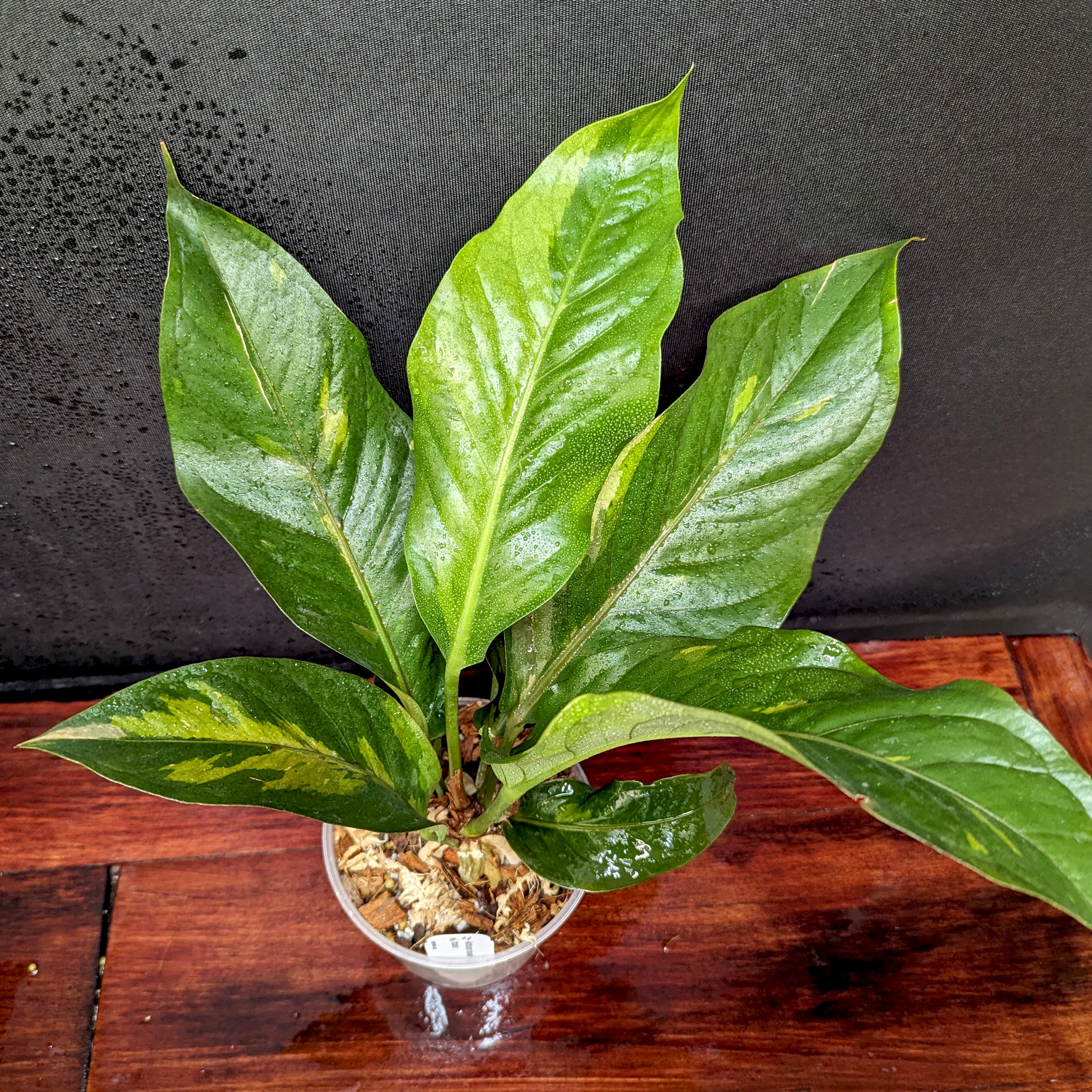 Anthurium Renaissance Yellow Variegated // Actual Plant