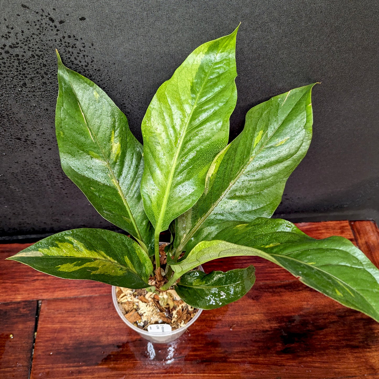 anthurium variegata Anthurium Renaissance variegated