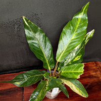 Anthurium Renaissance variegated - Exact Plant 10/06/23