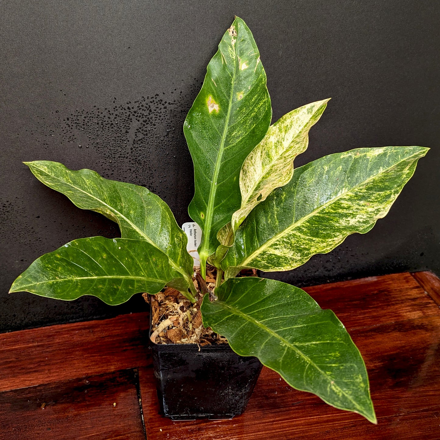 anthurium hookeri variegata Anthurium Renaissance variegated