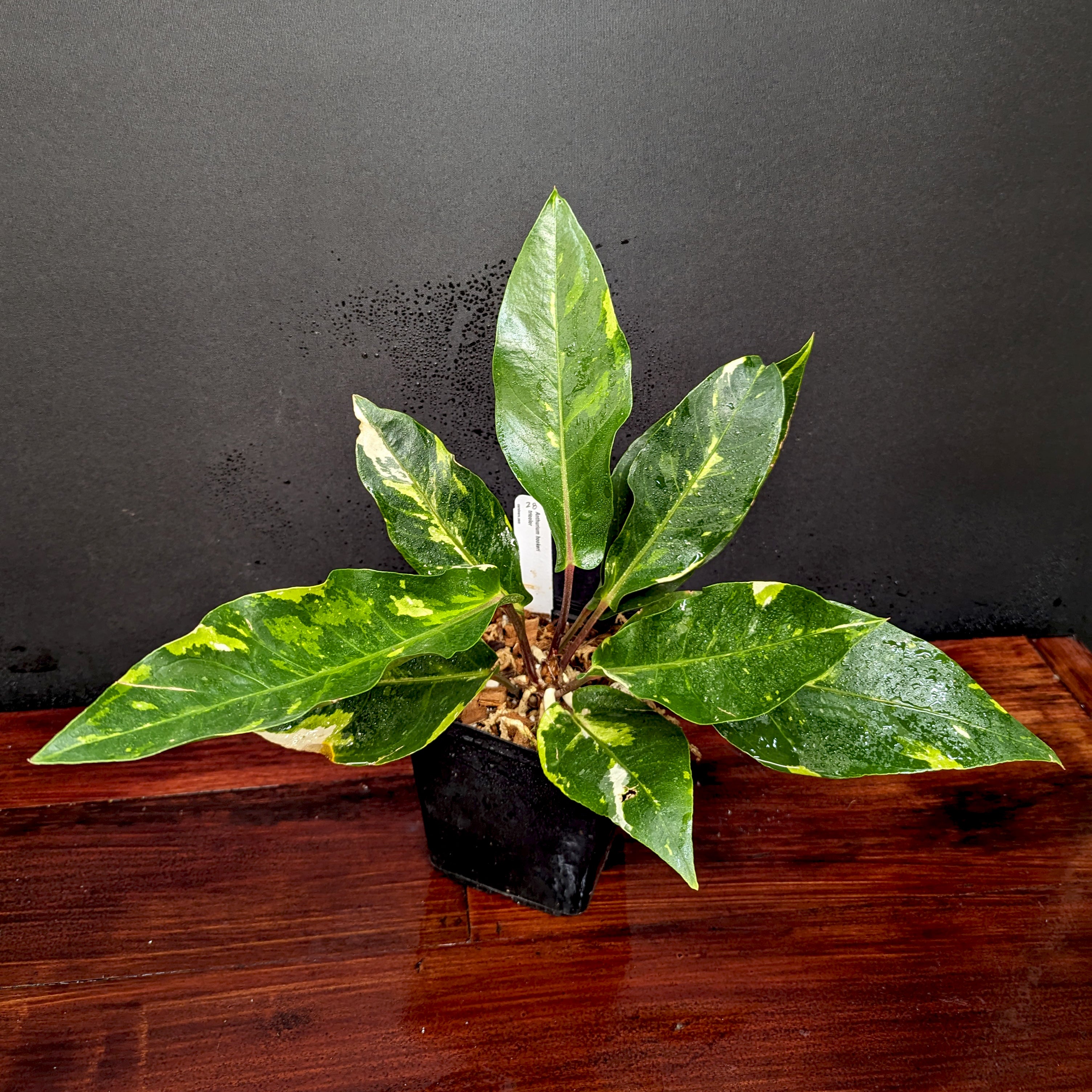 WEB限定カラー variegated Renaissance Anthurium - 10/06/23 Plant Exact その他観葉植物