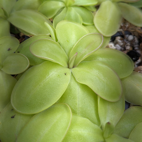 Lime green Pinguicula zecheri Butterwort rosette with broad fleshy leaves.