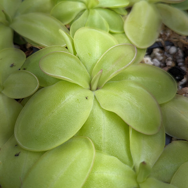 Pinguicula zecheri mexican butterwort, Butterwort, carnivorous plant, gnat eating plant, beginner plant, fungus gnat eating plant, easy to grow, ping, Mexican butterwort, ping plant.