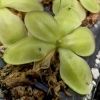 Pinguicula zecheri