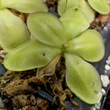 Pinguicula zecheri