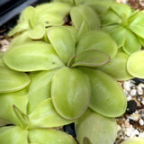 Pinguicula zecheri mexican butterwort, Butterwort, carnivorous plant, gnat eating plant, beginner plant, fungus gnat eating plant, easy to grow, ping, Mexican butterwort, ping plant.