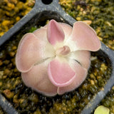 Pinguicula 'Sethos'
