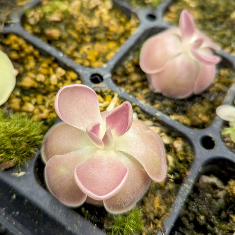 Pinguicula Sethos Butterwort with pale pink rounded rosette leaves in a seedling tray