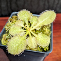 Drosera x 'Andromeda'
