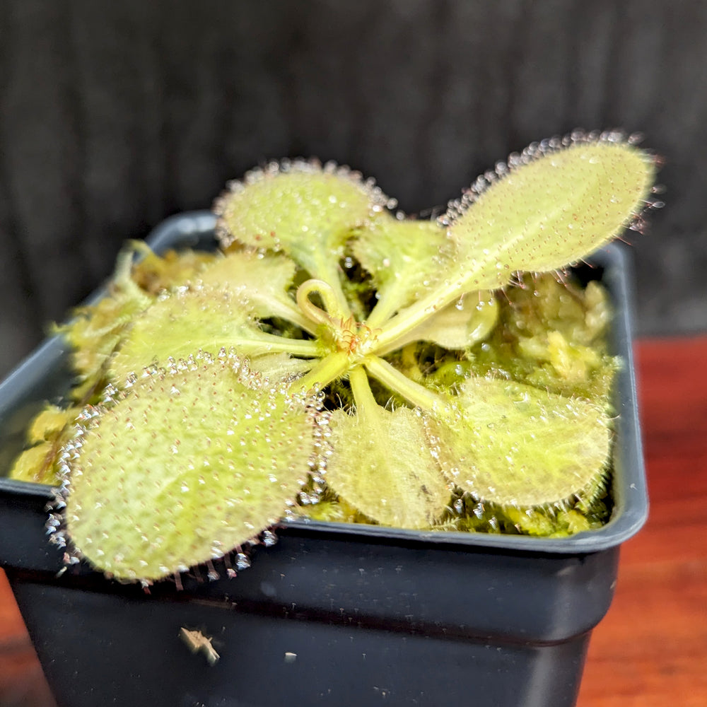 
                      
                        Drosera x 'Andromeda' Sundew
                      
                    